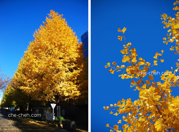 Golden Ginkgo Trees @ University Of Tokyo, Tokyo